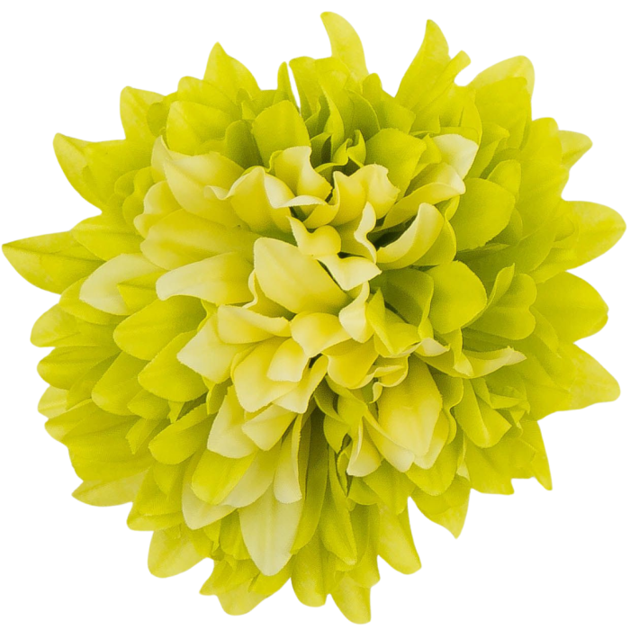 [68d7721] Główka chryzantema 7 płatków 13cm limonkowa 6szt