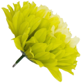 [68d7721] Główka chryzantema 7 płatków 13cm limonkowa 6szt