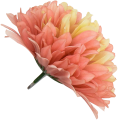 [68d7750] Główka chryzantema 7 płatków 13cm łososiowo- kremowa 6szt