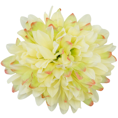 [68d7713] Główka chryzantema 7 płatków 13cm zielona cieniowana 6szt