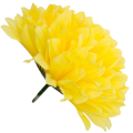 [68d7707] Główka chryzantema 7 płatków 13cm żółta 6szt