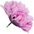 [68d7724] Główka chryzantema 7 płatków 13cm lawendowa 6szt