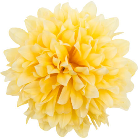[68d7717] Główka chryzantema 7 płatków 13cm jasnożółta 6szt