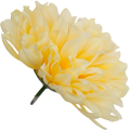 [68d7717] Główka chryzantema 7 płatków 13cm żółta cieniowana 6szt