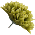 [68d7711] Główka chryzantema 7 płatków 13cm zielona 6szt