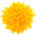[68d7708] Główka chryzantema 7 płatków 13cm ciepło żółta 6szt