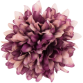 [68d7725] Główka chryzantema 7 płatków 13cm fioletowa cieniowana 6szt