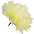 68d7715-Glowka-chryzantema-7-platkow-13cm-seledynowo--kremowa-6szt.png