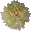 [68d7705] Główka chryzantema 7 płatków 13cm kremowo-seledynowa 6szt