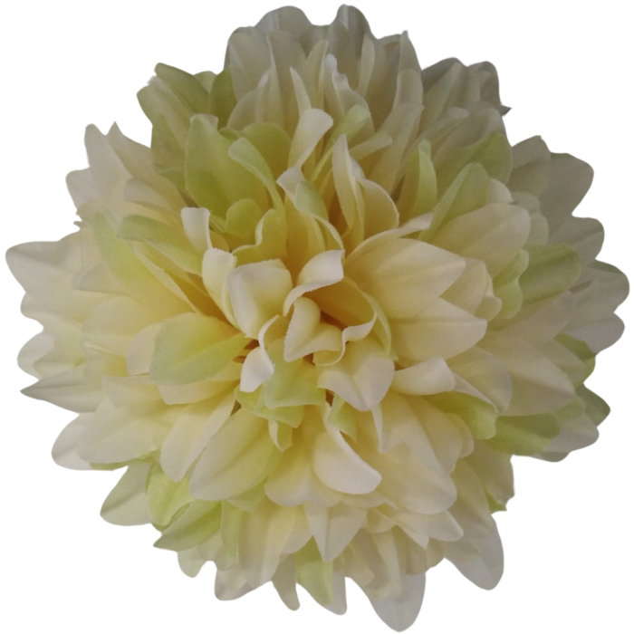 [68d7705] Główka chryzantema 7 płatków 13cm kremowo-seledynowa 6szt