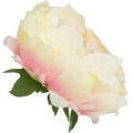 [wb1106] Główka kwiatowa peonia duża 12cm kremowo- brzoskwiniowa