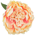 [wb1106] Główka kwiatowa peonia duża 12cm kremowo- brzoskwiniowa