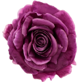 [68b1014] Główka kwiatowa róża 14cm fioletowa