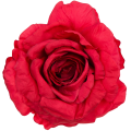 [68b1031] Główka kwiatowa róża 14cm czerwona