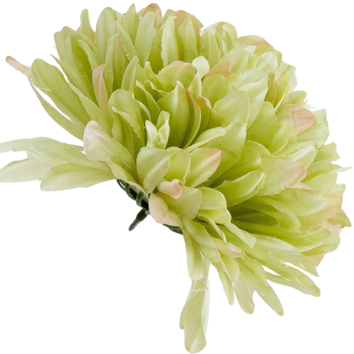 [68c0782] Główka chryzantema 10 płatków 16cm zielona