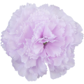[w11037] Goździk główka 9cm lawendowa  12szt