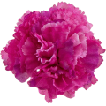 [w11067] Goździk główka 9cm różowa 12szt
