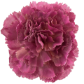 [w11068] Goździk główka 9cm ciemnoróżowa 12szt