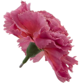 [w11068] Goździk główka 9cm ciemnoróżowa 12szt