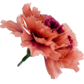 [w11071] Goździk główka 9cm łososiowo- bordowa 12szt