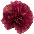 [w11083] Goździk główka 9cm bordowa 12szt
