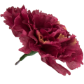[w11083] Goździk główka 9cm bordowa 12szt
