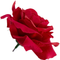 [68w1211] Główka kwiatowa róża welurowa 9cm czerwona