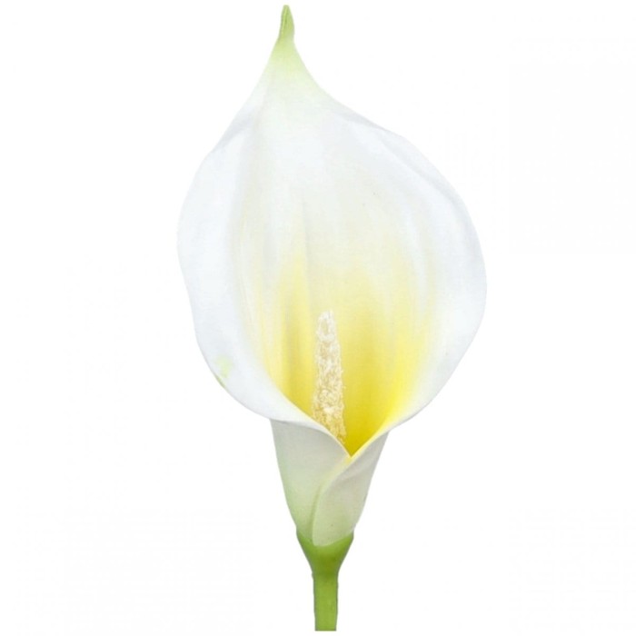 [68kr1941c] Główka z pianki calla ecru- żółta 12cm 6szt