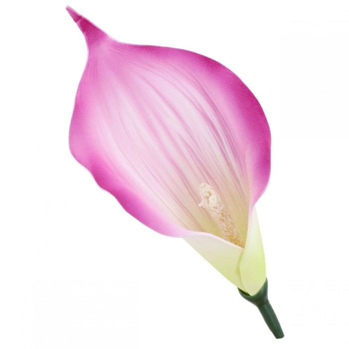[68kr19412] Główka kwiatowa calla amarantowa 12cm