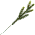 [68yd0201] Gałązka ozdobna świerk zielona pięć ramion 23cm