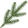 [68yd1601] Gałązka ozdobna świerk zielona pięć ramion 25cm