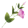 [B17931] Gałązka kwiatowa eustoma  lawendowo-różowa