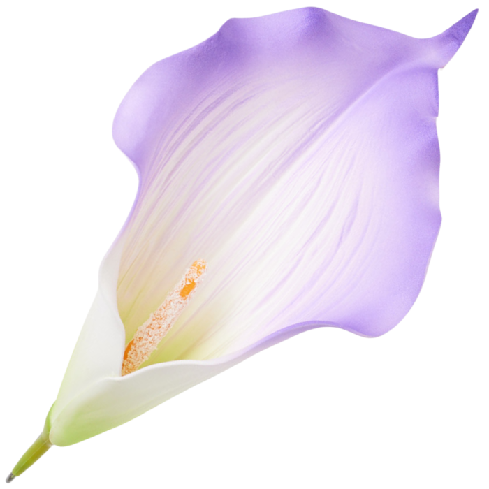 [68b6215] Główka kwiatowa kalla duża biało- fioletowa 23cm