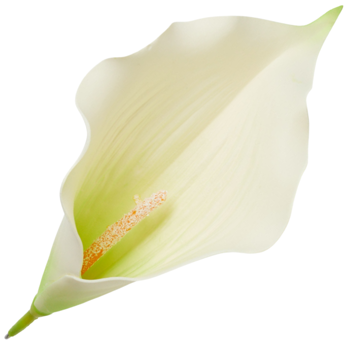 [68b6225] Główka kwiatowa kalla duża kremowa z zielonym środkiem 23cm