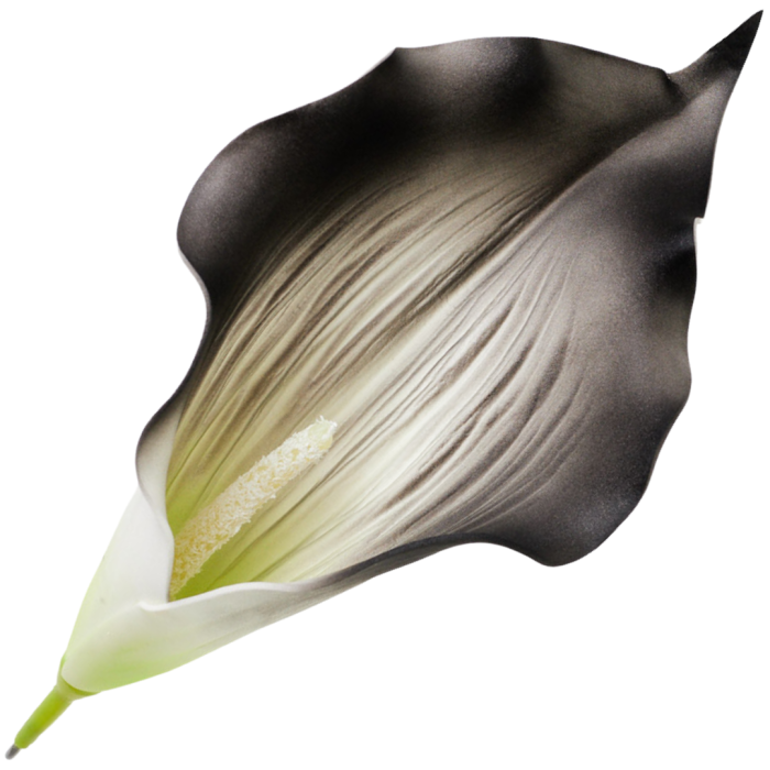 [68b6226] Główka kwiatowa kalla duża czarna z białym środkiem 23cm