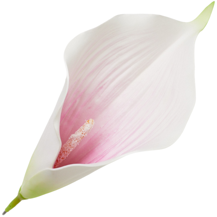 [68b6204] Główka kwiatowa kalla duża biała z ciemnoróżowym środkiem 23cm