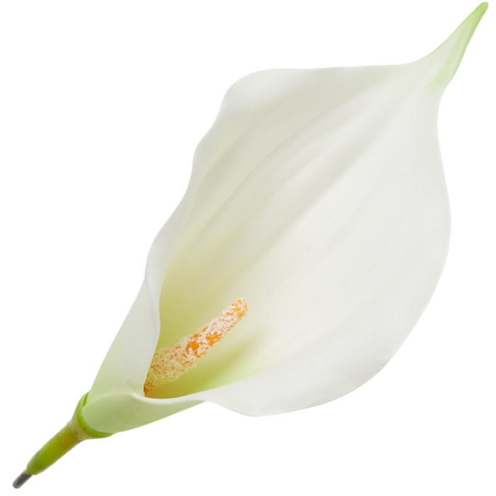 [68b6303] Główka kwiatowa kalla biała z zielonym środkiem 16cm