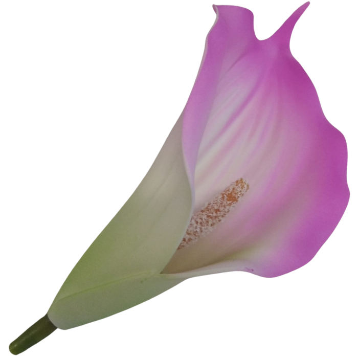 [68b6317] Główka kwiatowa kalla neonowy róż z białym środkiem 15cm