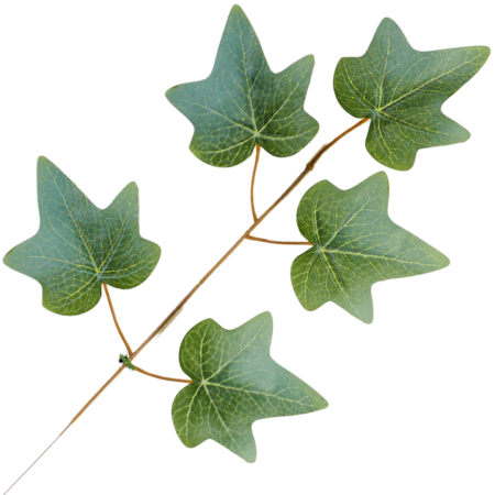 [68s8281] Gałązka liście ozdobne bluszcz 55cm