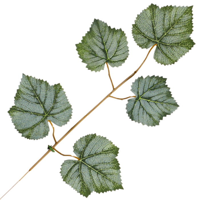 [68s8201] Gałązka liście ozdobne winogron