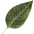 [68s8101] Liść ciemnozielony cieniowany