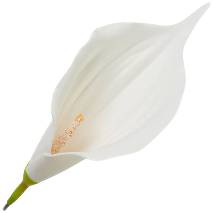 [68b6302] Główka kwiatowa kalla biała 15cm