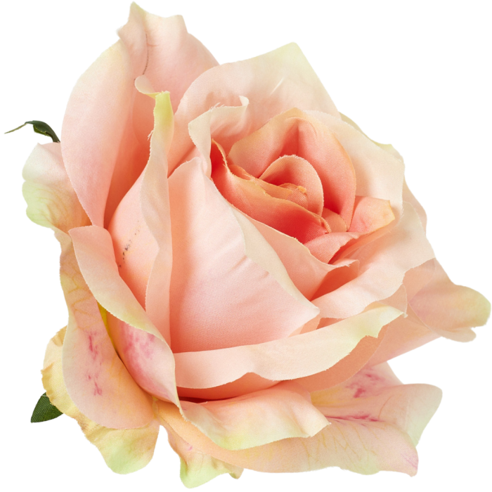 [68b5214] Róża główka rozkwitnięta 10cm jasnoróżowa