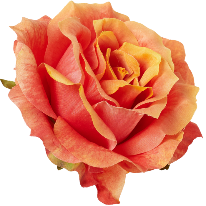 [68b5223] Róża główka rozkwitnięta 10cm herbaciana