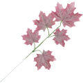 [68s3811]  Gałązka liście dekoracyjne klon różowe