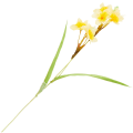 [680g300102] Gałązka z kwiatami żonkila jasnożółty z żółtym środkiem