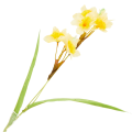 [680g300102] Gałązka z kwiatami żonkila jasnożółty z żółtym środkiem