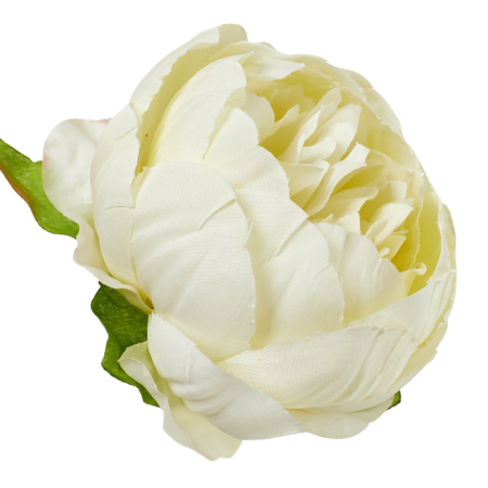 [wb50036] Główka kwiatowa peonia 8cm kremowa