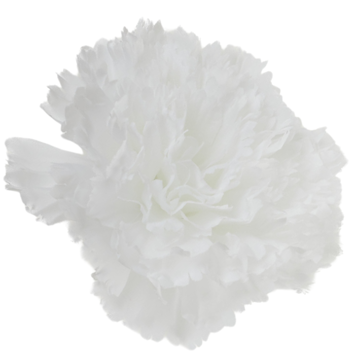 [w34001] Goździk główka 11cm biała