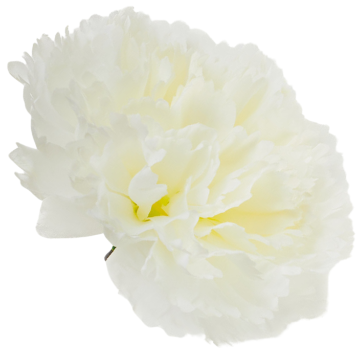 [w34003] Goździk główka 11cm kremowa